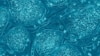 Human embryonic stem cells