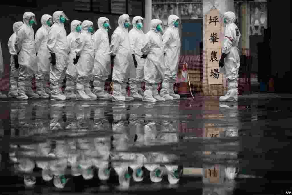 Relawan dari Civil Aid Service mengenakan pakaian pelindung mengambil bagian dalam peragaan pemusnahan ayam sebagai bagian latihan tanggap darurat di Hong Kong.