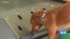 Military Dogs Being Trained to Sniff Out Coronavirus