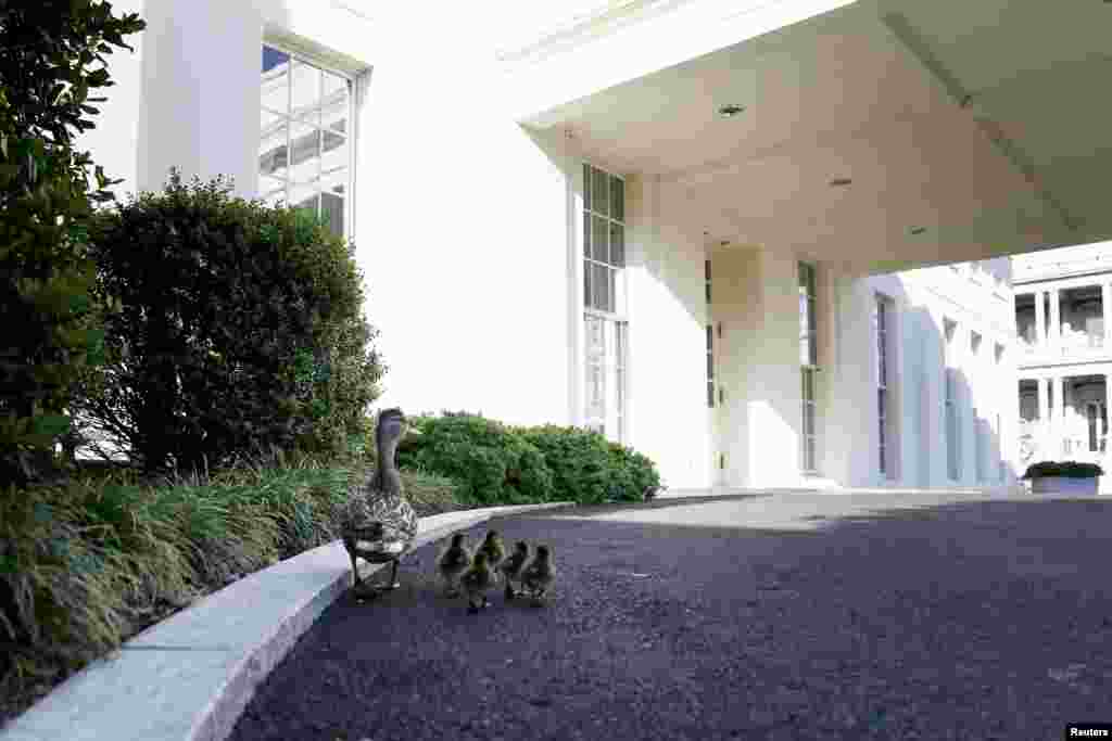 Seekor induk itik membawa 5 ekor anaknya menuju ke pintu masuk Sayap Barat (West Wing), Gedung Putih di Washington, DC.