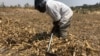 With rains expected in a few weeks time, a man in Harare, Zimbabwe, prepares his land to plant corn, Sept. 5, 2018.