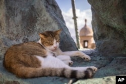 A stray cat rests on a statue in Old San Juan, Puerto Rico, Wednesday, Nov. 2, 2022. (AP Photo/Alejandro Granadillo)