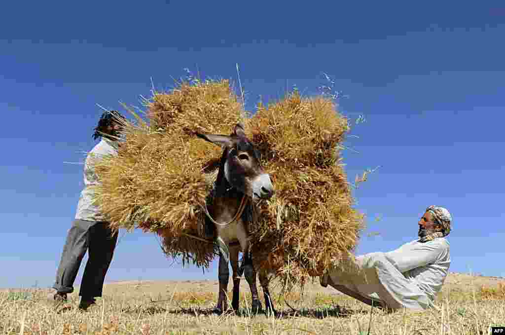 Petani Afghanistan mengangkut hasil panen gandum ke atas keledai di kota Herat.