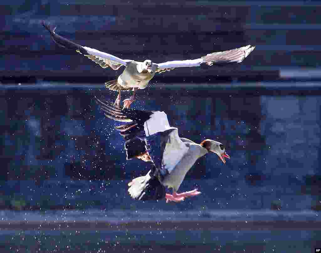 Egyptian geese meet in the air in a park in Frankfurt, Germany.