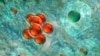 Cancer cells in red and nearby health cells as seen under a microscope. 