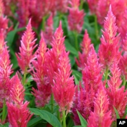 This undated image provided by All-America Selections shows Celosia Flamma Pink, an AAS-winning plant for 2025. (All-America Selections via AP)