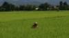 A farmer cuts grasses at her rice field in Fang district, Chiang Mai province, northern Thailand, August 22, 2011.