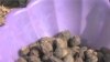 Marula Oil to Fight Poverty in Swaziland