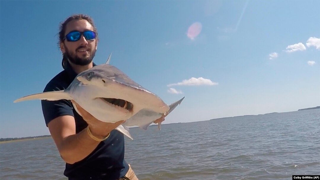 GPS For Sharks