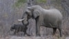 Zimbabwe : trois journalistes arrêtés après un article sur le braconnage d'éléphants