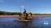 Farmers Look to the Sun as Cranberry Prices Dive