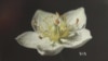 Botanic Garden Exhibit Highlights US Parks' Flora