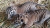 Dua bayi harimau sumatera berjenis kelamin jantan dan betina yang lahir di Taman Margasatwa dan Budaya Kinantan (TMSBK) Bukittinggi, Sumatera Barat. (Foto: TMSBK Bukittinggi.)