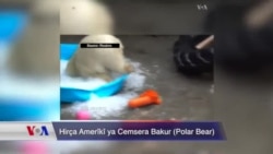 Hirça Cemsera Bakur (Polar Bear)