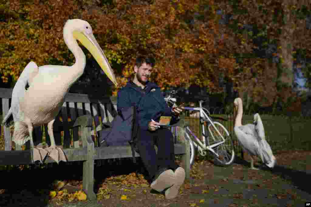 A pelican shares a bench with a cyclist in St James's Park in London, Nov. 17, 2021.