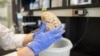 A researcher holds a human brain in a laboratory (File photo).