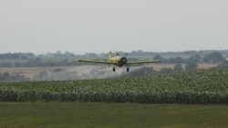 A crop duster sprays pesticide on a corn field