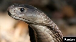 A Naja Ashei, a giant spitting cobra measuring nearly nine feet and carrying enough venom to kill at least 15 people, is seen in this picture released by WildlifeDirect. 