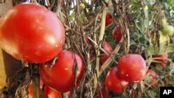 Tomatoes