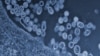 Scientists Seek to Renew Controversial Bird Flu Research