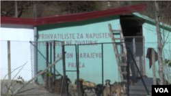 Psi u azilu Prača, novembar 2016. godine