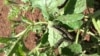 FILE - A squirm of armyworms are seen destroying plants in Cambodia. (Courtesy: Ministry of Agriculture's General Department of Agriculture)