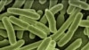 e-coli bacteria
