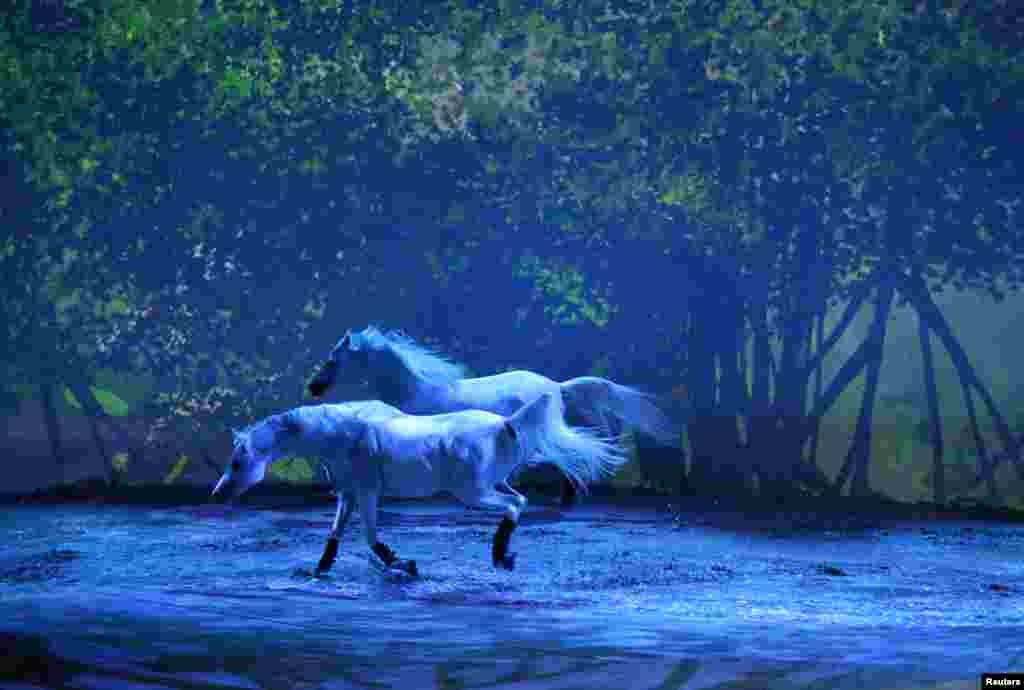 Dua ekor kuda putih beraksi dalam pertunjukan &quot;Cavalia&quot; di kota Brussels, Belgia.