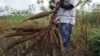 GM Food Opponent Becomes Biotech Supporter
