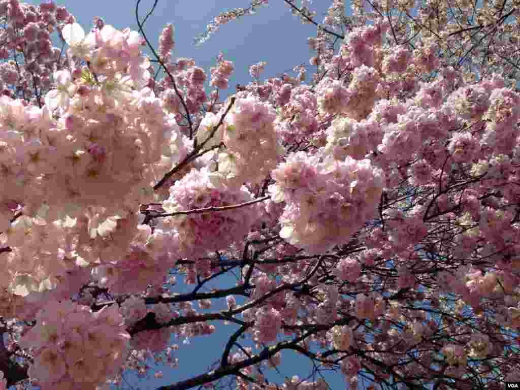 Bunga sakura bermekaran di sekitar Tidal Basin di kota Washington, D.C.
