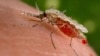 Un mosquito Anopheles stephensi se alimenta de sangre de un huésped humano a través de su probóscide puntiaguda en esta foto sin fecha obtenida por Reuters el 23 de noviembre de 2015.