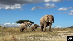 In this undated photo, an African elephant matriarch leads her calf away from danger in northern Kenya. (George Wittemyer via AP)