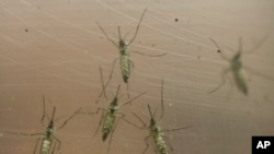La Organización Panamericana de la Salud dice que Colombia es el segundo país con más tasas de infección de virus del Zika después de Brasil.
