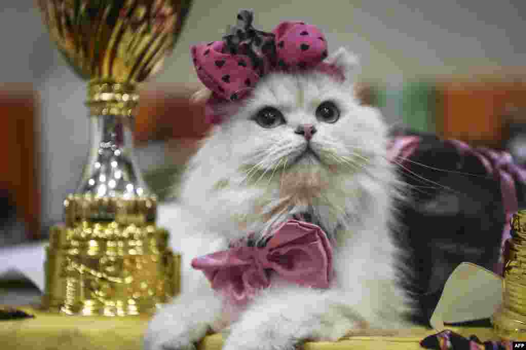 Seekor kucing berpose bersama trofi yang dimenangkannya dalam kontes kucing dunia di Istanbul, Turki.