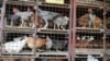 Des poulets à vendre dans des cages au marché de Kibuye dans la capitale ougandaise Kampala, le 17 janvier 2017.